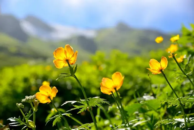 日本白馬岳登山
