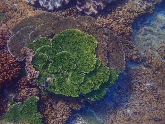玫瑰珊瑚