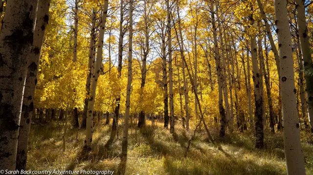 Aspen @ McGee Canyon