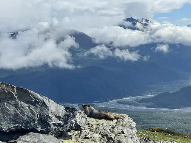 高山旱獺屬Marmot曬太陽, 美國 Kenai Fjord 奇耐峽灣國家公園