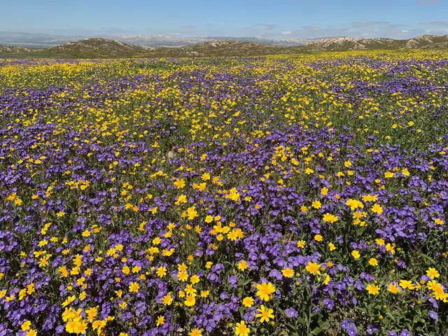 Padrones Spring superbloom, Carrizo Plain National Monument, CA,
