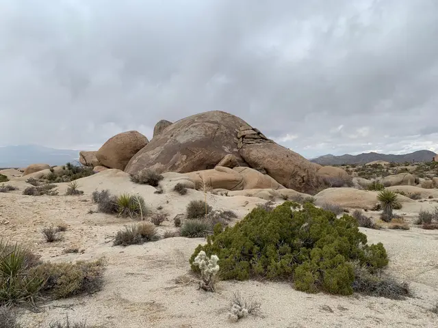 Platypus Rock Joshua_Tree National Park CA