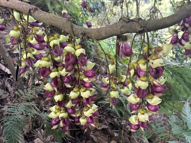 璀璨芳華