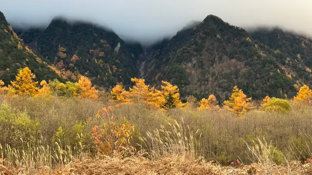 秋色如錦