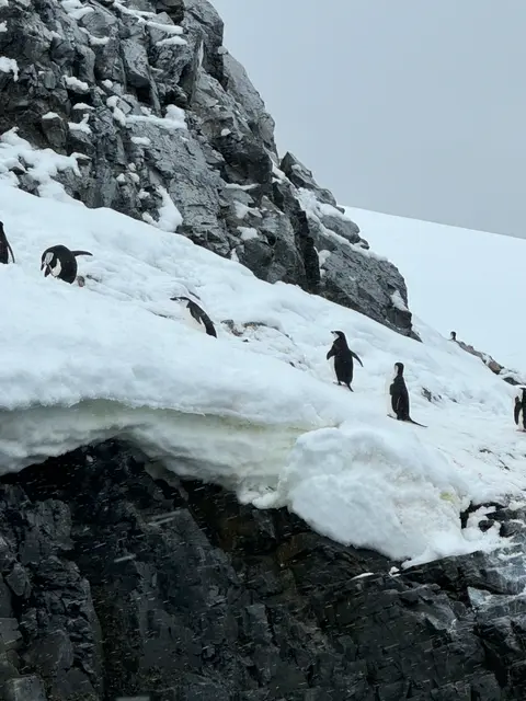 南極企鵝之攀爬雪山