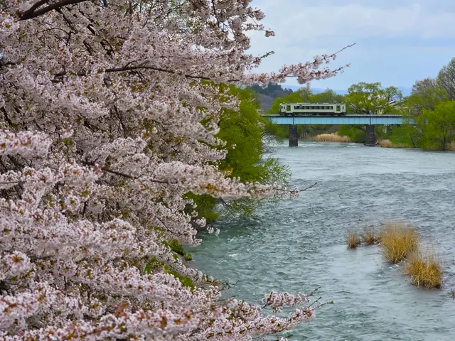 春櫻浪漫