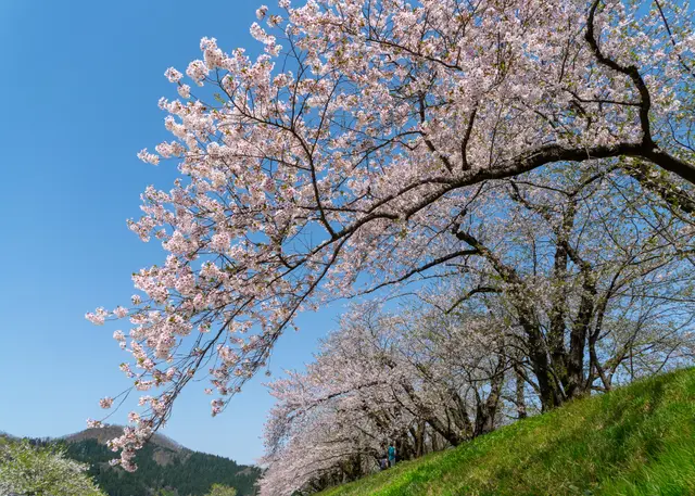 檜木內川堤的櫻花盛放
